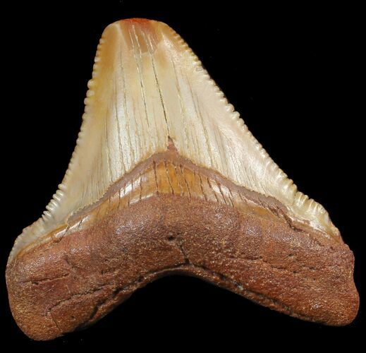 Chubutensis Tooth From NC - Megalodon Ancestor #43077